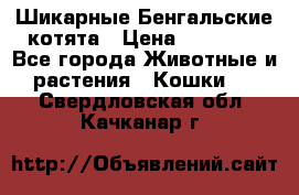 Шикарные Бенгальские котята › Цена ­ 25 000 - Все города Животные и растения » Кошки   . Свердловская обл.,Качканар г.